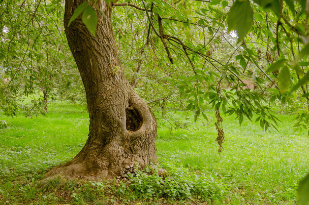 Зеленые кривые деревья в парке
 - Фото, изображение