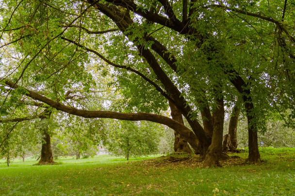 Les arbres verts tordus dans le parc
 - Photo, image