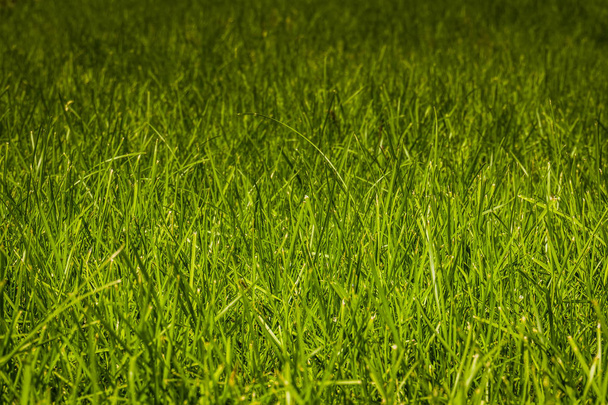 Zielona trawa trawnik - Zdjęcie, obraz