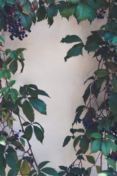 leaves and wall - Photo, Image