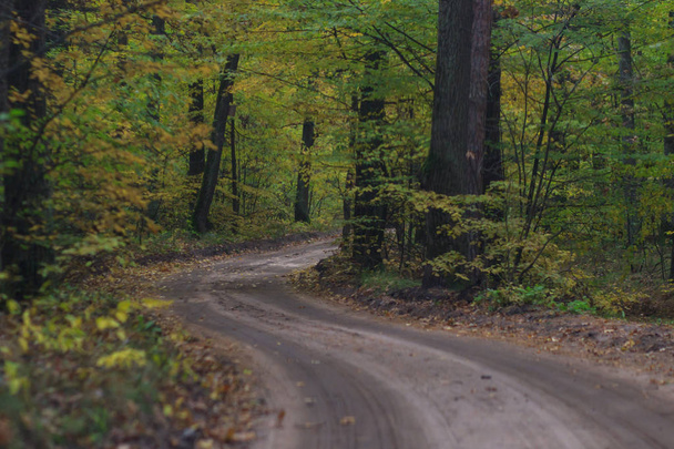 Road in the autumn forest - Foto, imagen