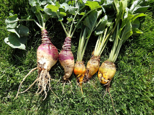 Fodder beet and Rutabaga - crop harves - Photo, Image