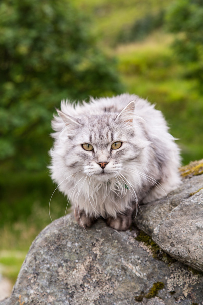 Gato en una roca
 - Foto, Imagen