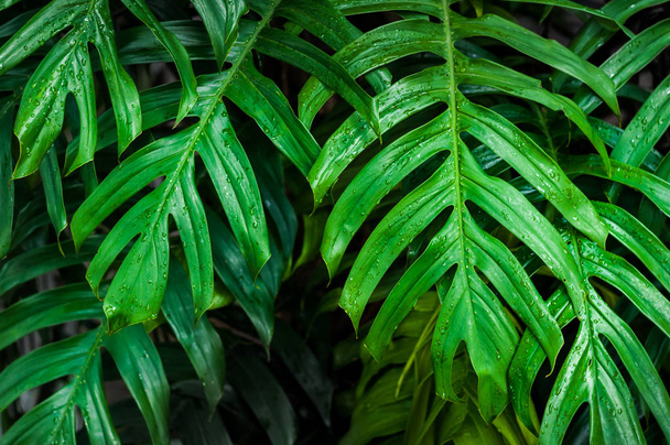 Wet green monstera leaves dark background - Foto, Bild