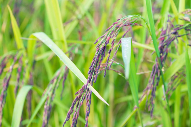 Fermé riz riceberry dans la rizière
  - Photo, image