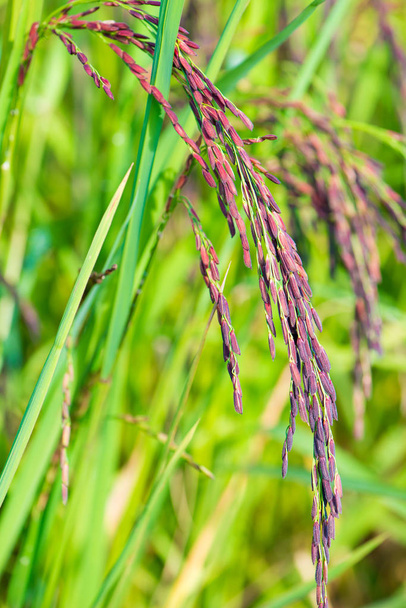 Риккарри на рисовом поле
 - Фото, изображение