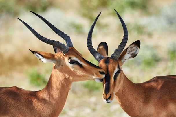 Two black faced impala - Photo, Image
