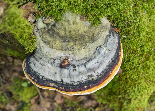 tinder fungus closeup - Photo, Image