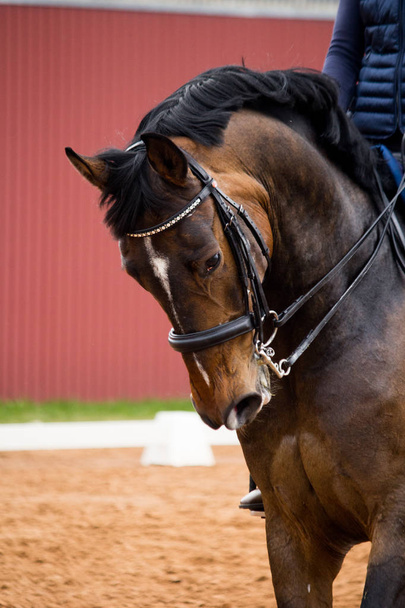 Portrait of dressage horse in the arena - Foto, immagini