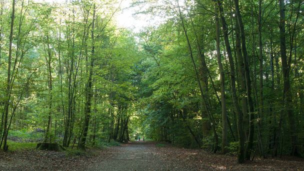 beautiful trees in the forest in Waldeck - Mulhouse  - Fotoğraf, Görsel