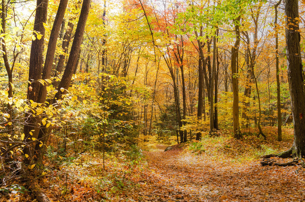 Tyhjä metsäpolku syksyllä
 - Valokuva, kuva