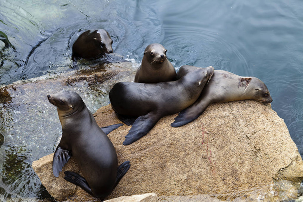 Five Seals On Rock Monterey Bay California - Фото, изображение