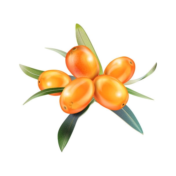 Sea buckthorn isolated on the white. Vector illustration in 3d style. The concept of realistic image of medical plants, herbs. Designed to create package of health, beauty natural products. - Vektor, kép