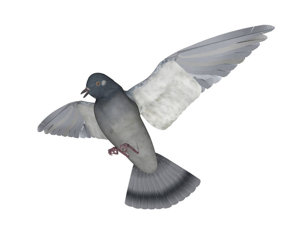 Полет голубей - 3D рендеринг
 - Фото, изображение
