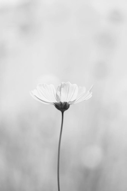 Cosmos flower black and white color and empty space. - Fotoğraf, Görsel