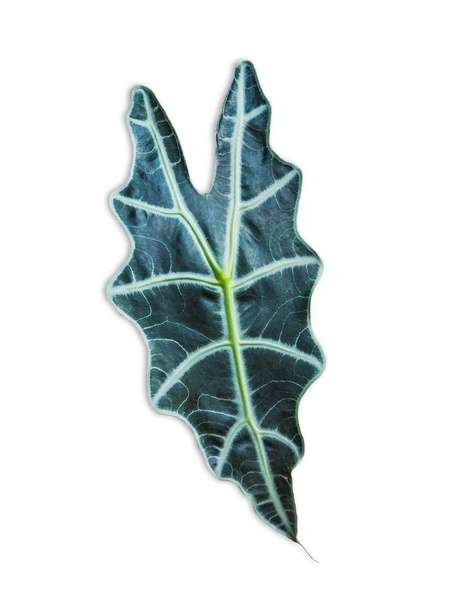 Alocasia denunata leaf isolated on white backgrond. - Photo, Image