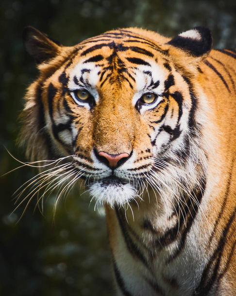 Close up tiger. - Foto, afbeelding