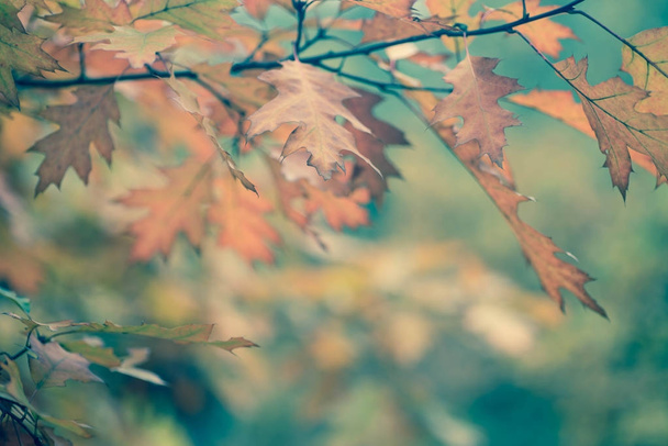 foglie colorate caduta sul ramo fuoco selettivo
 - Foto, immagini