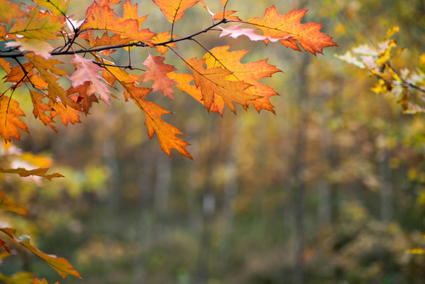 πολύχρωμο φθινόπωρο φύλλα στο κλαδί επιλεκτική εστίαση - Φωτογραφία, εικόνα