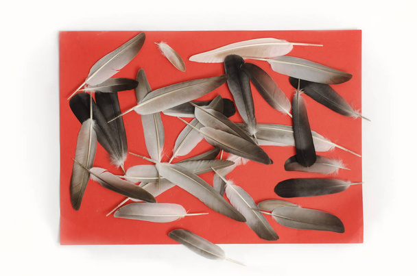 motif avec plumes sur fond rouge, composition des plumes
 - Photo, image