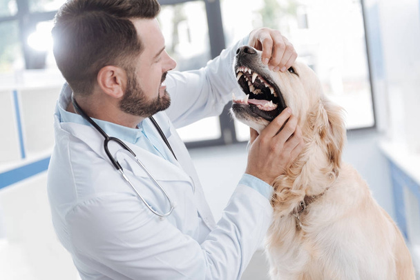 Competent veterinary checking all teeth - Φωτογραφία, εικόνα
