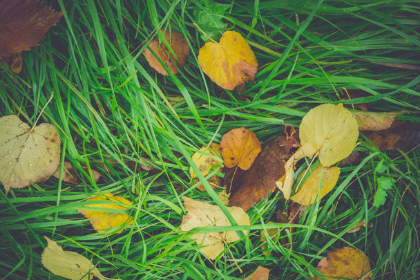 Yellow Autumn Leaves - Foto, Bild