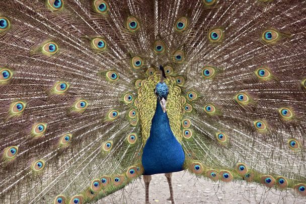 peacock close up - Fotografie, Obrázek