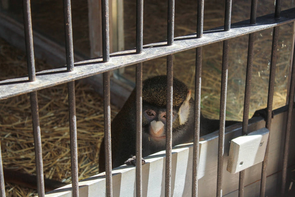 Monkey in the cage. - Valokuva, kuva