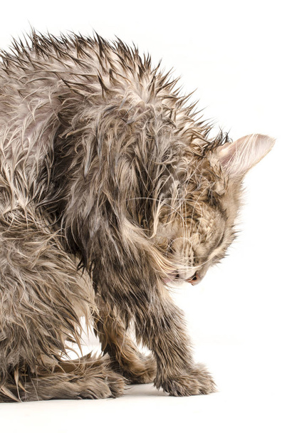 Gatto bagnato, leccato isolato su bianco
 - Foto, immagini