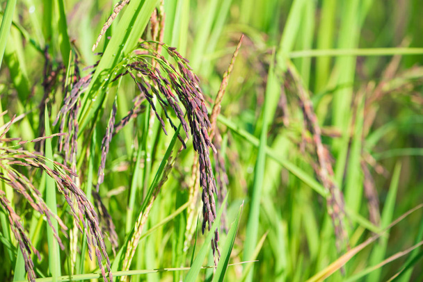 Ähre von Reisbeeren in Reisfeldern - Foto, Bild