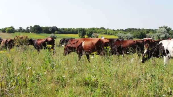Βοοειδή βόσκουν σε πράσινο λιβάδι το καλοκαίρι - Πλάνα, βίντεο