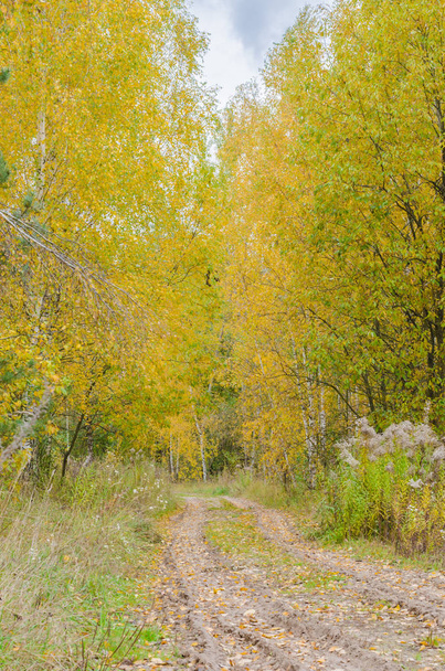 Autumn forest with yellow leaves. - Фото, изображение