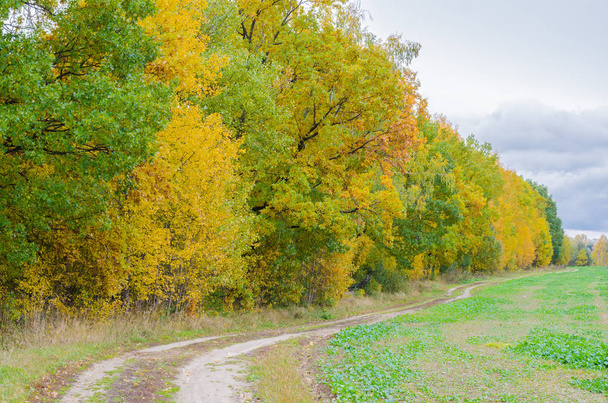 Autumn forest with yellow leaves. - Zdjęcie, obraz
