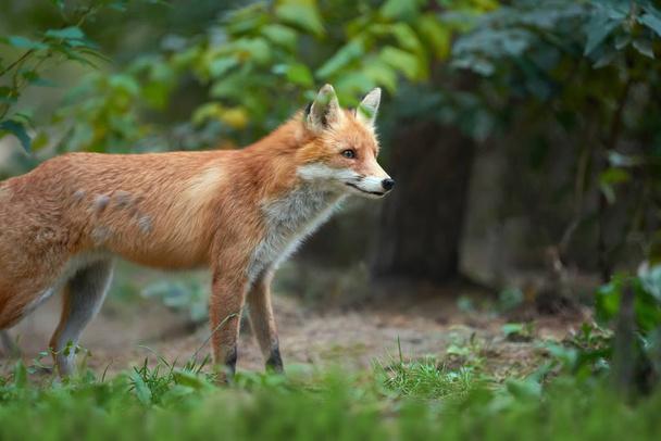 赤狐 (ホンドギツネ キツネ属の肖像画) - 写真・画像