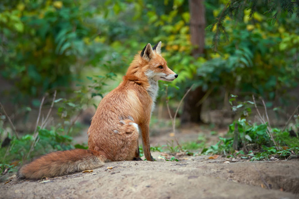 Portrait of a red fox (Vulpes vulpes) - Photo, Image
