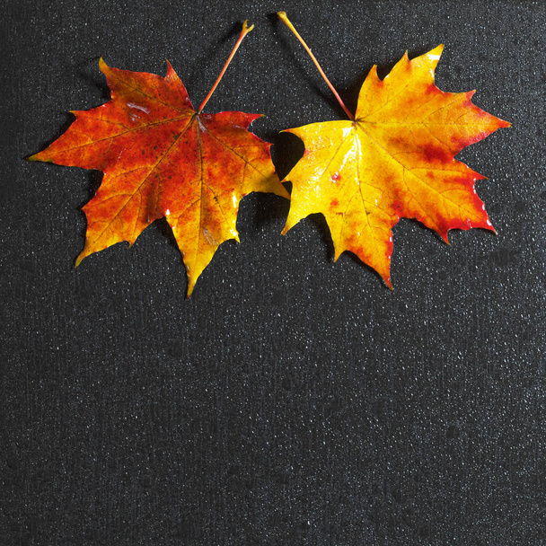 Hojas de arce de otoño - Foto, imagen
