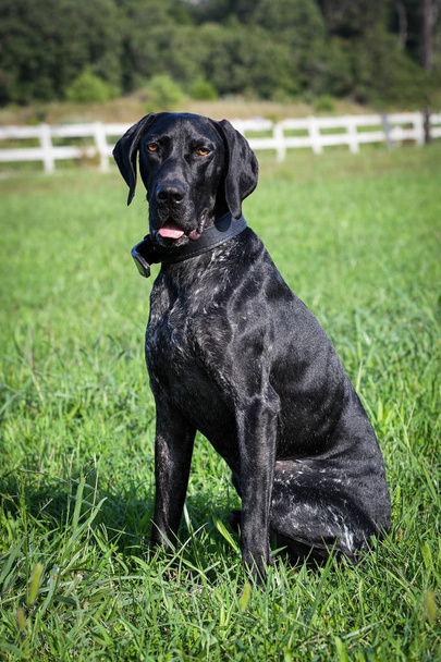 German short haired pointer dog sitting in grass - Photo, Image