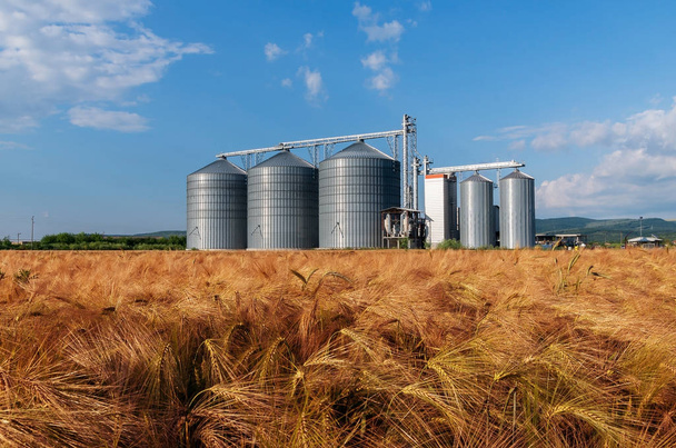 Ferme, champ d'orge avec silos à grains pour l'agriculture
 - Photo, image