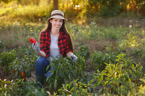 woman gardener with bell pepper - Φωτογραφία, εικόνα