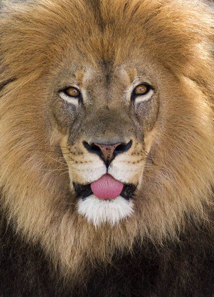 domme Leeuw kleven haar tong uit portret  - Foto, afbeelding