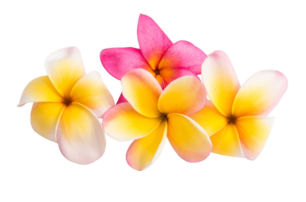 Квітка frangipani, ізольовані
  - Фото, зображення