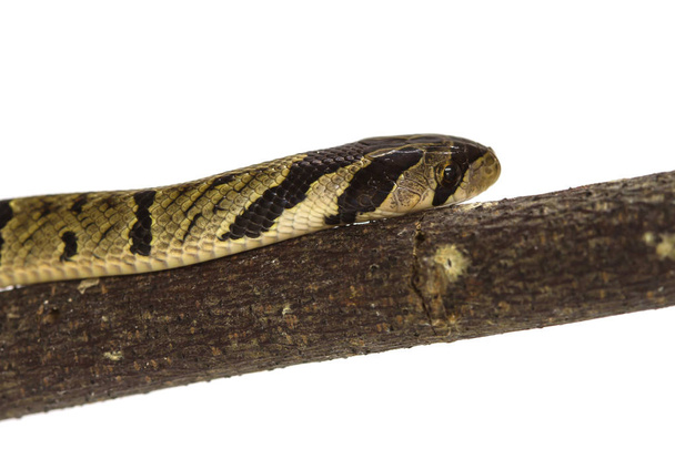 şeritli gurka yılanı (Oligodon fasciolatus) - Fotoğraf, Görsel