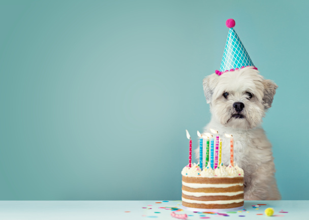 doğum günü pastası ile köpek - Fotoğraf, Görsel