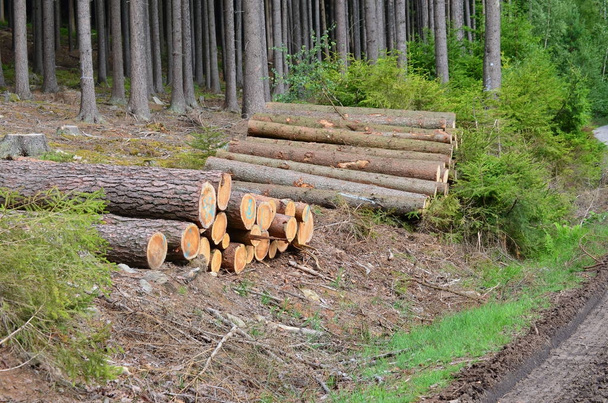 timber ready for transport, South Bohemia - Photo, Image