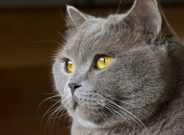 Close-up photo of a gray cat's head with yellow eyes - 写真・画像