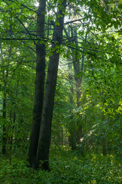 Vigas de luz solar que entram na floresta decídua
 - Foto, Imagem