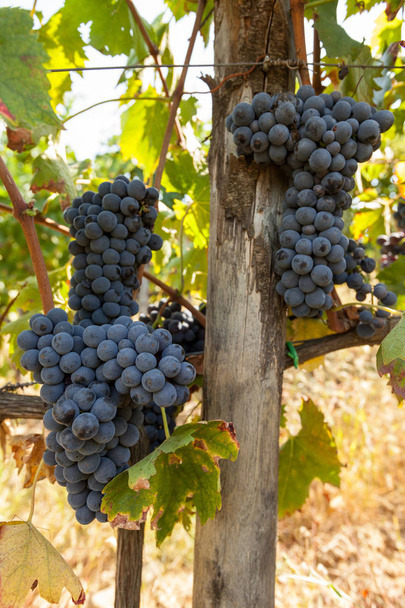 zralé červené hroznové clustery na vinici - Fotografie, Obrázek