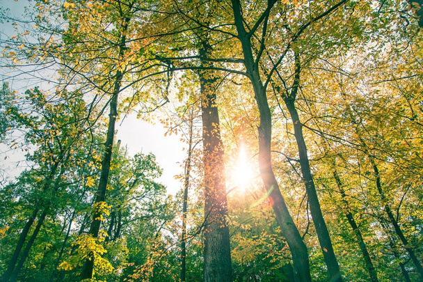 bosque amarillo de otoño
. - Foto, imagen