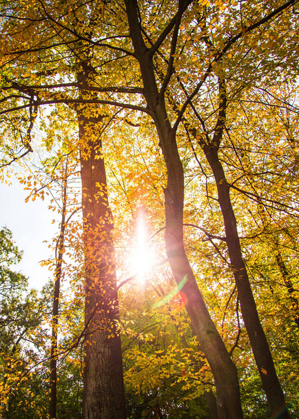 geel autumn forest. - Foto, afbeelding