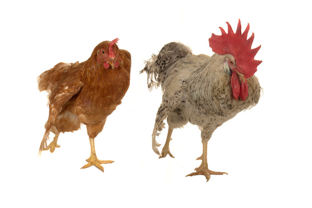cock and brown hen - Foto, imagen
